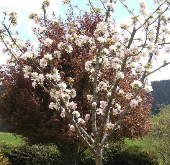 بنسيون Appartement De Vacances Niederer