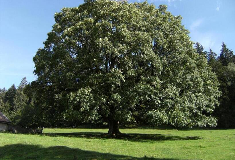 بنسيون Appartement De Vacances Niederer