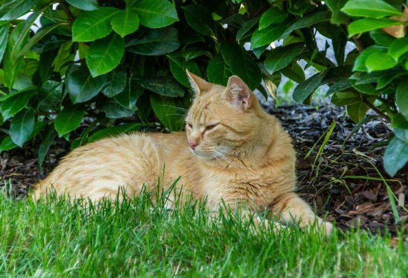 פנסיון Familienbauernhof Salmanner