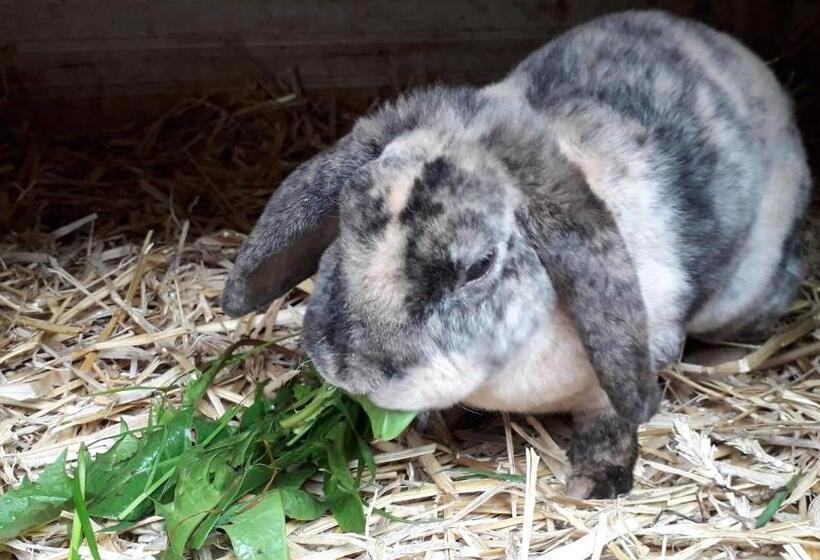 ペンション Familienbauernhof Salmanner