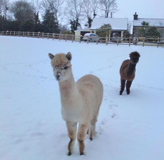 פנסיון Horsemanstone