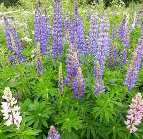 膳宿费 Kinkamon Pirtti