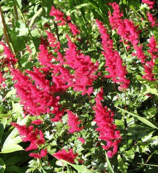 צימר Cascades Gardens