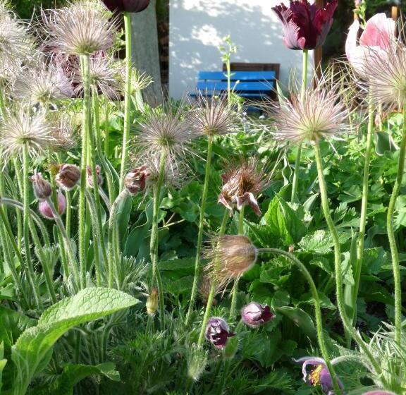 צימר Dunkel Blaue Maus