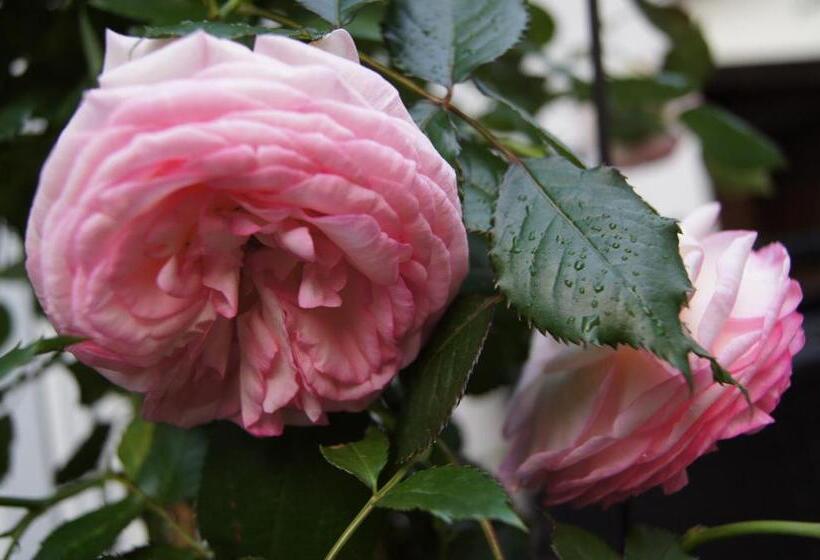 住宿加早餐  Haus Josef