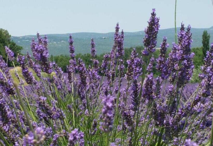 Le Jardin D Ivana B&b Avec Piscine Chauffée
