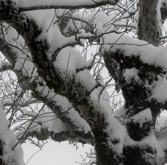 צימר Pension Staldacher