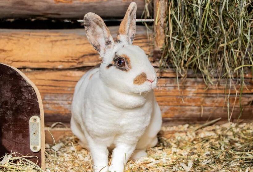 هتل Appartement Arnoldgut