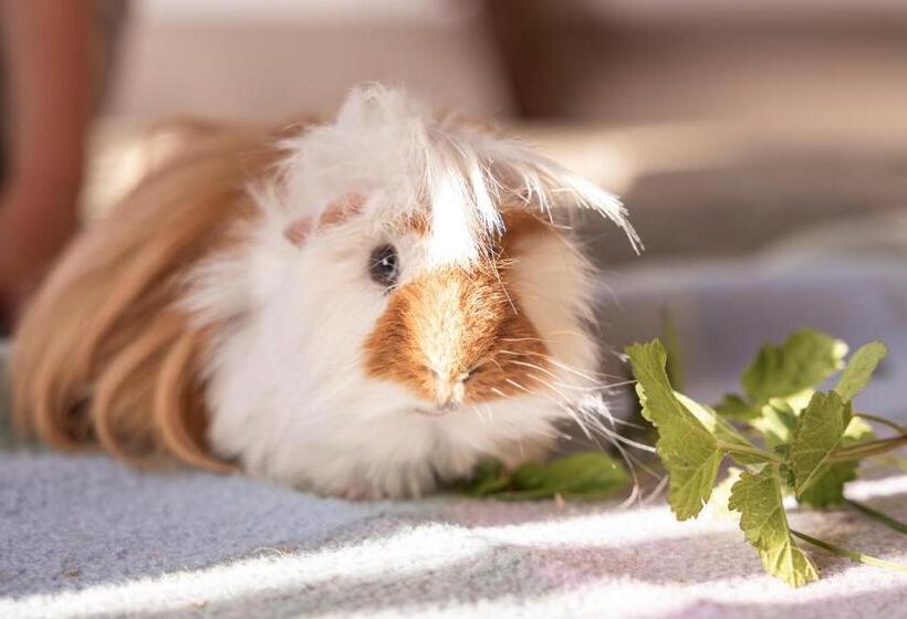 ホテル Ausserwieserhof