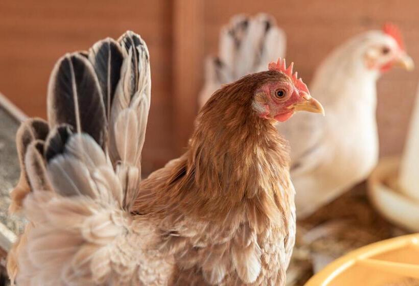 ホテル Ausserwieserhof