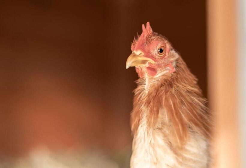 ホテル Ausserwieserhof