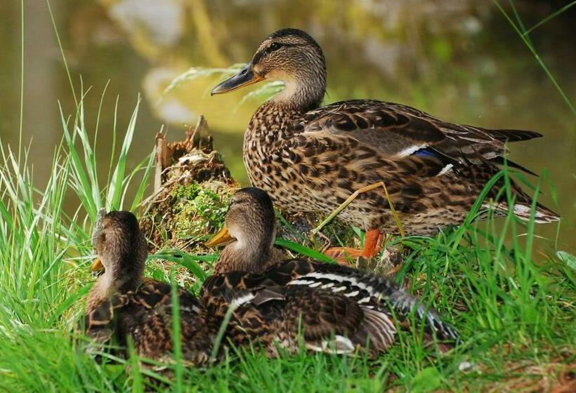 فندق Klieber   Urlaub Am Biobauernhof