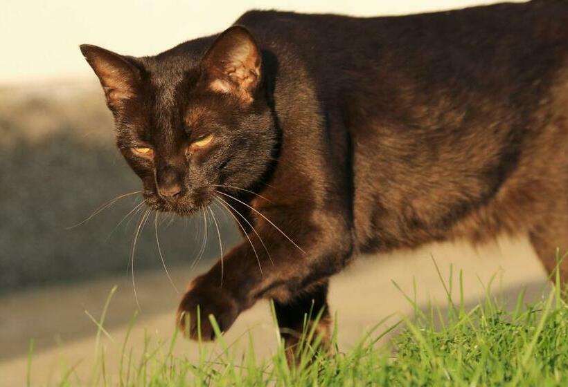 פנסיון Lehnerhof