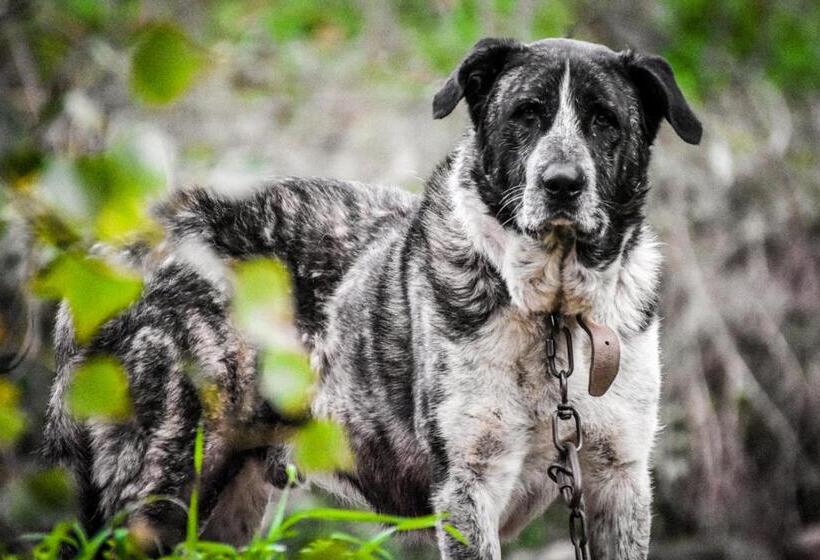 ペンション Quinta Das Quintas & Spa