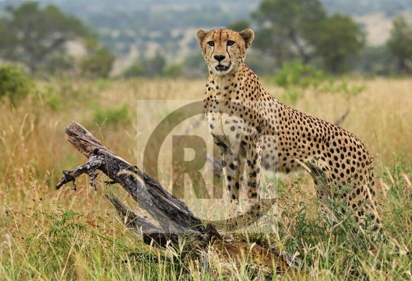 بنسيون Le Gallerie Luxury Accommodation