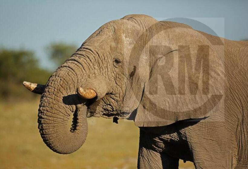 بنسيون Le Gallerie Luxury Accommodation