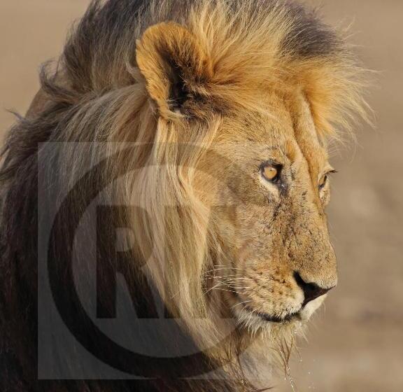 بنسيون Le Gallerie Luxury Accommodation