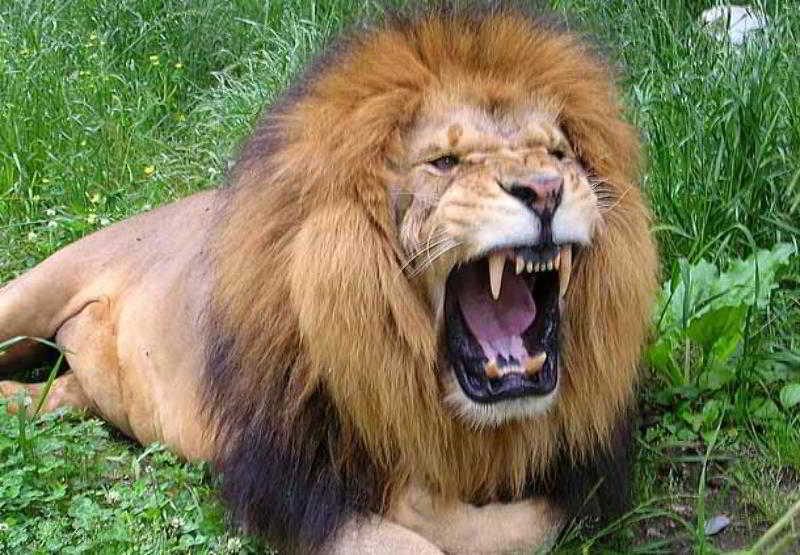 فندق Fairfield Inn & Suites Atlanta Mcdonough