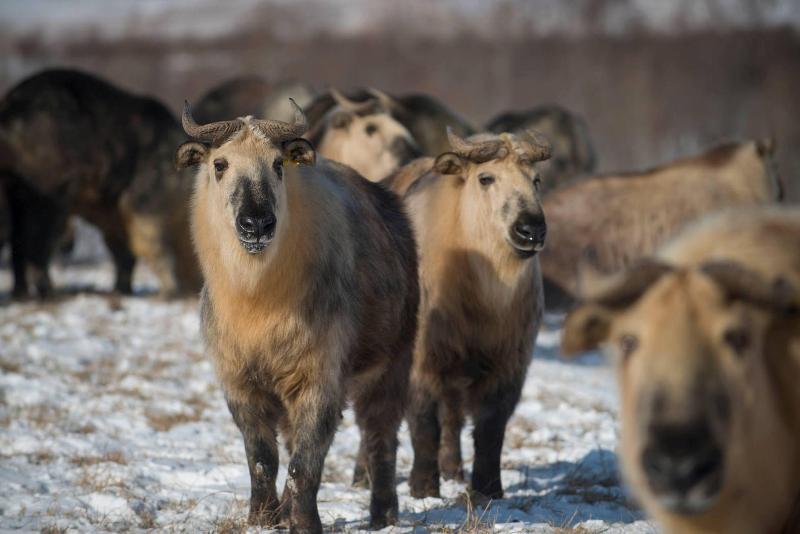 בית מלון כפרי Holiday Inn Express & Suites Zanesville North, An Ihg