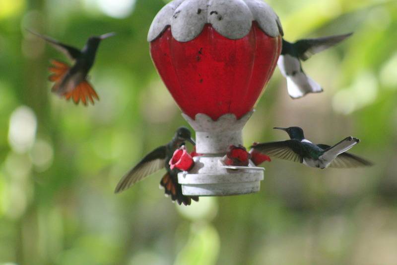 Blue River Resort & Hot Springs