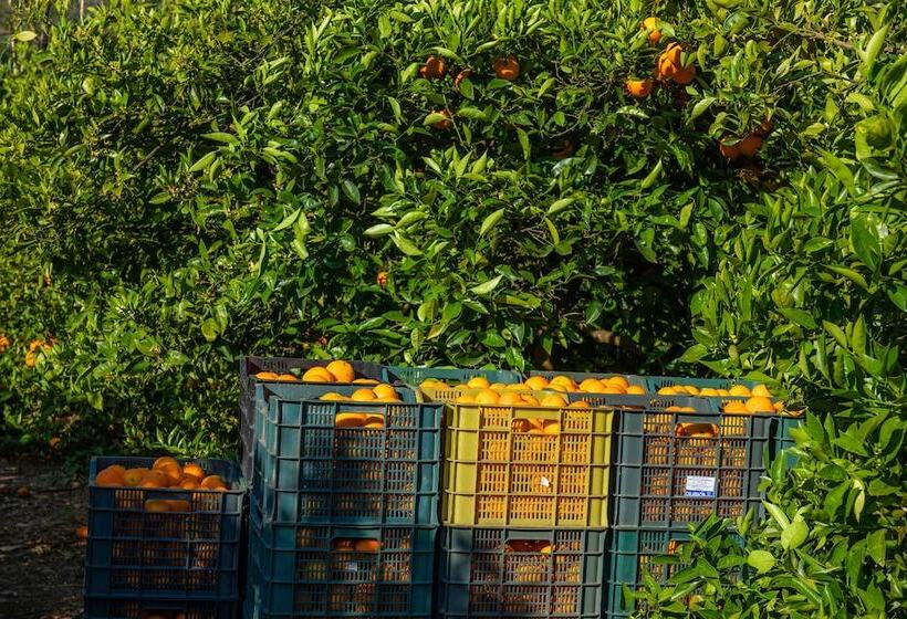 Finca Ca S Curial   Agroturismo   Adults Only