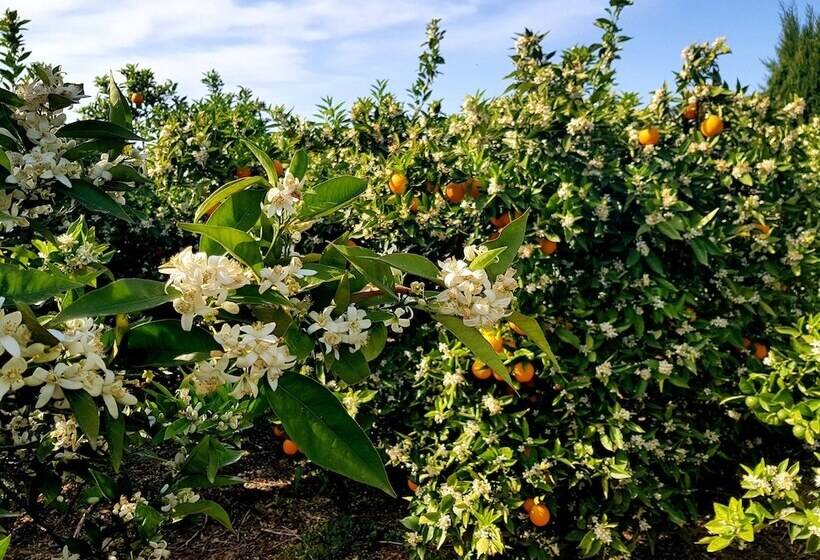 Finca Ca S Curial   Agroturismo   Adults Only