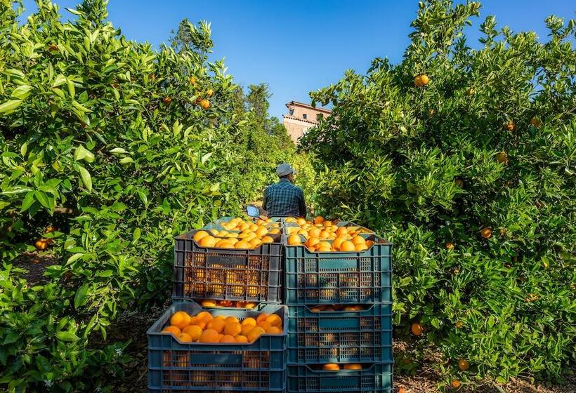 Finca Ca S Curial   Agroturismo   Adults Only