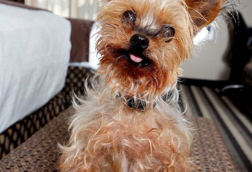 בית מלון כפרי Best Western Blairmore