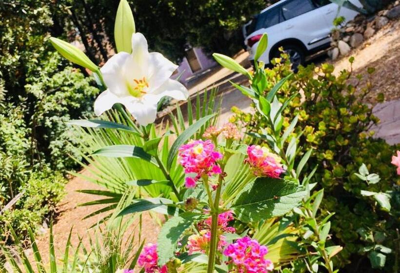 Residenza Locci  Rooms & Apartments