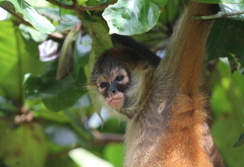酒店 Monkey Lodge Panama