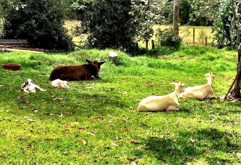 פנסיון Monte Verde Cabañas & Camping