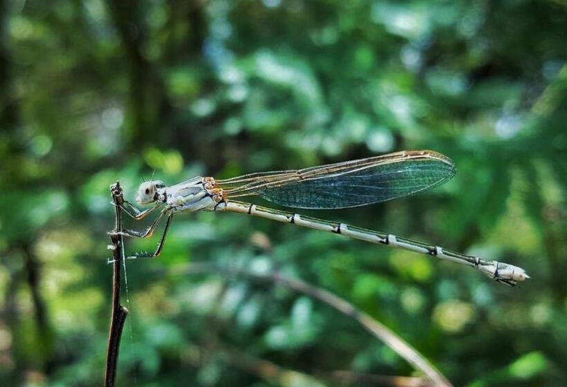 אתר נופש Maya Sanctuary