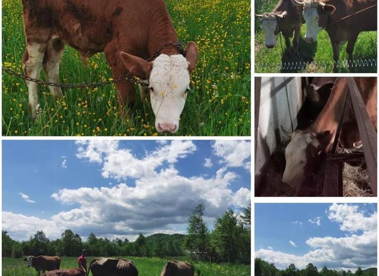 Pensiunea Ileana Teleptean