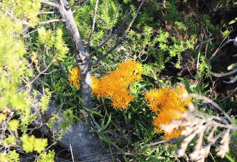 Albany Motel & Apartments
