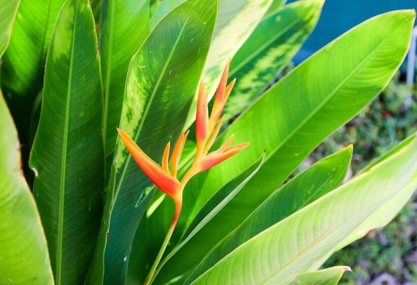 ホテル Almond Tree Inn  Adults Only