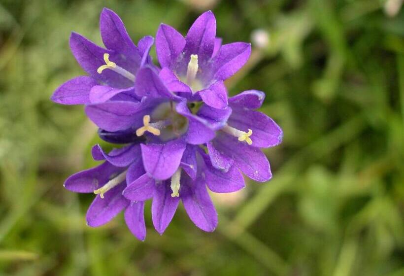 בית מלון כפרי Bourazani Wild Life Resort
