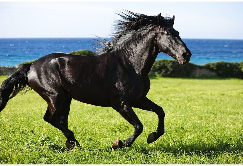 فندق ريفى Rural Binigaus Vell