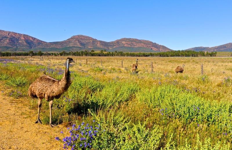 فندق Discovery Resorts   Wilpena Pound