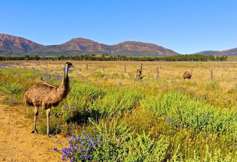 فندق Discovery Resorts   Wilpena Pound