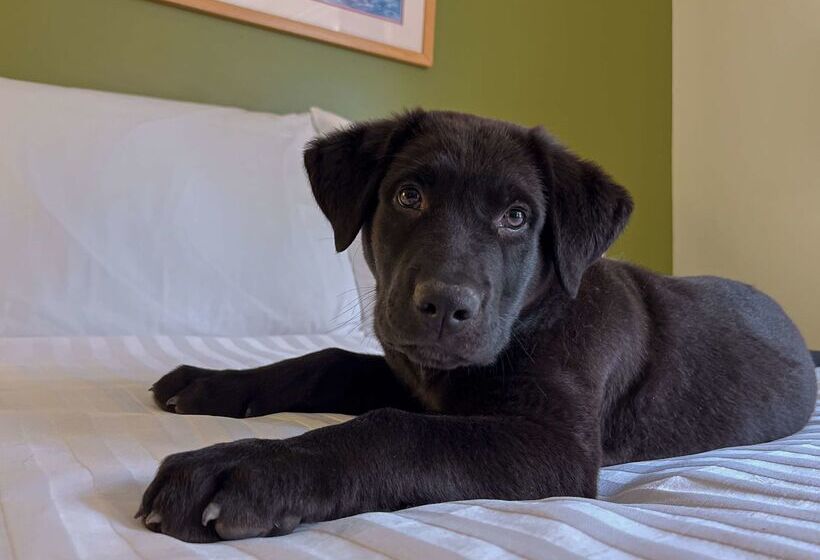 فندق Coast Hinton