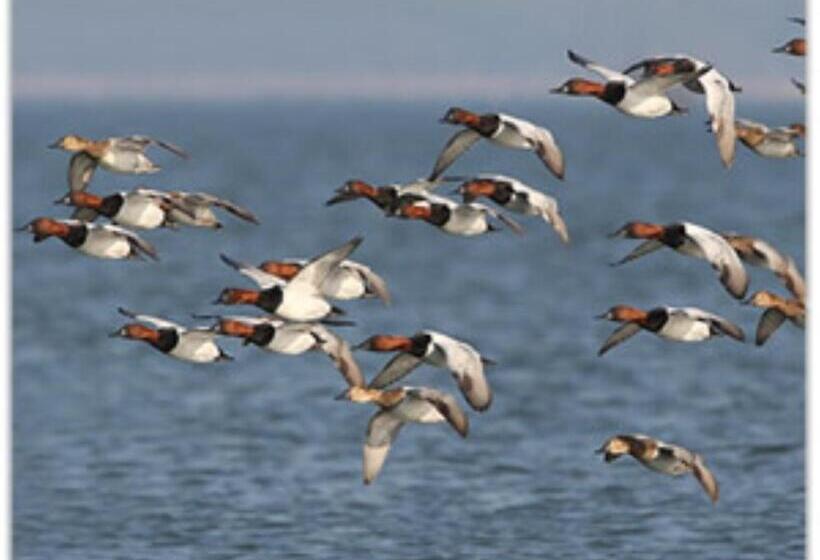 فندق Comfort Inn & Suites Chestertown