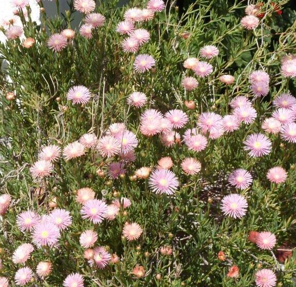 בית מלון כפרי Eva Marina