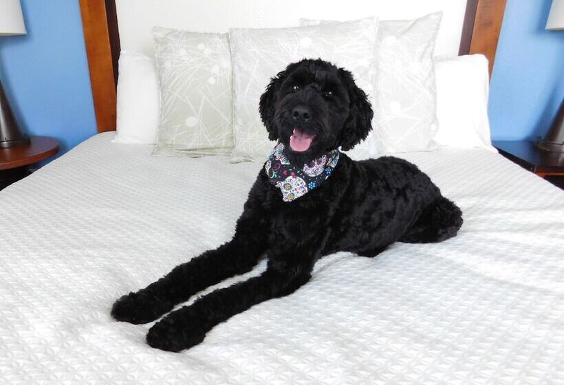 فندق Indigo Asheville Downtown, An Ihg