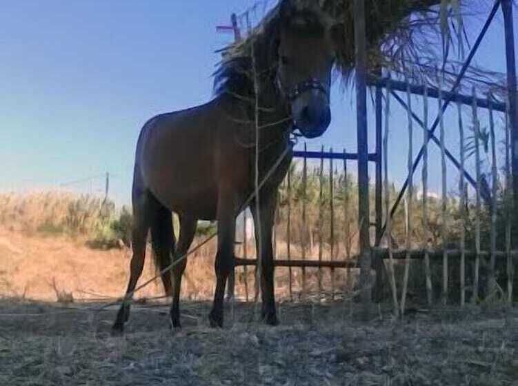 هتل Skiros Palace