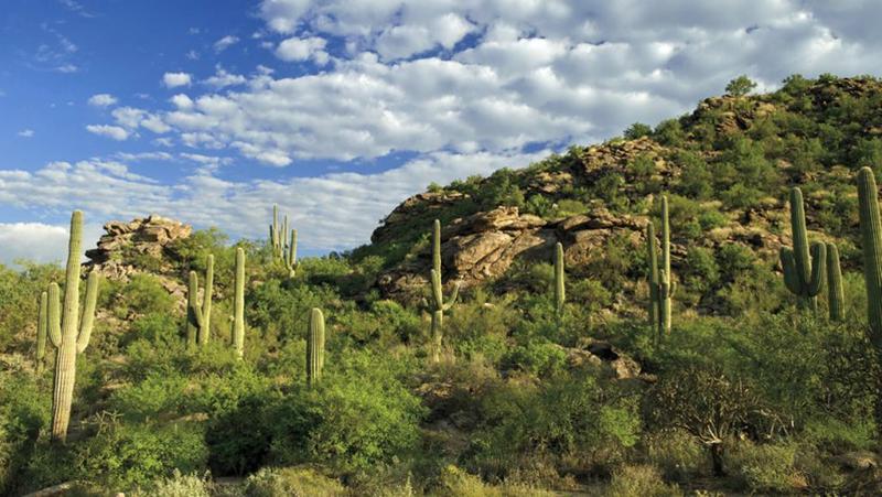 渡假胜地  The Ritzcarlton, Dove Mountain