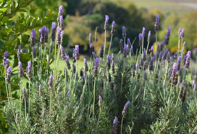 هتل Cultivar Boutique