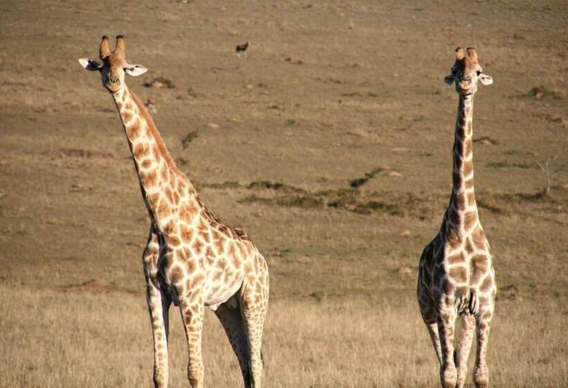 ホテル Kwantu Private Game Reserve