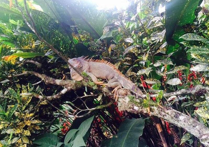 ホテル Atlantida Lodge