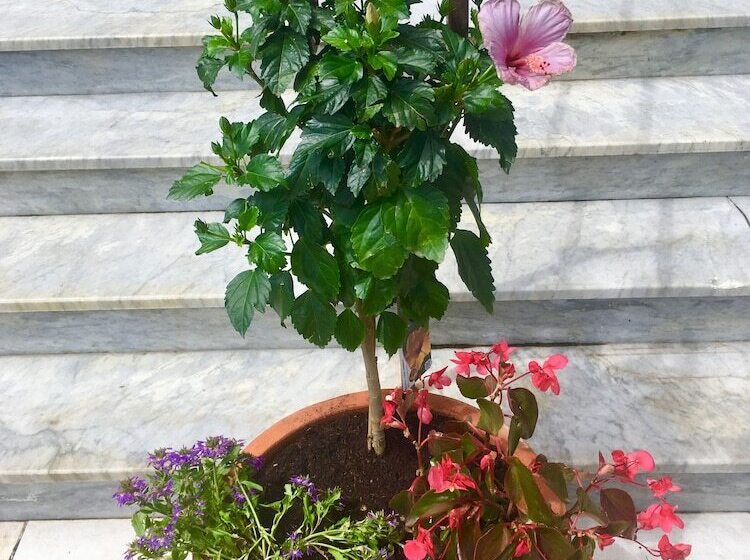 Отель L'isula Rossa