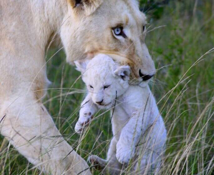 호텔 Pumba Private Game Reserve